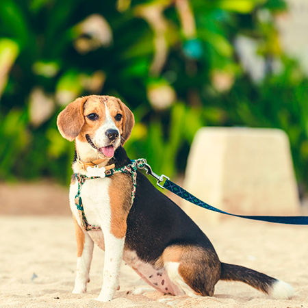 perro-beagle